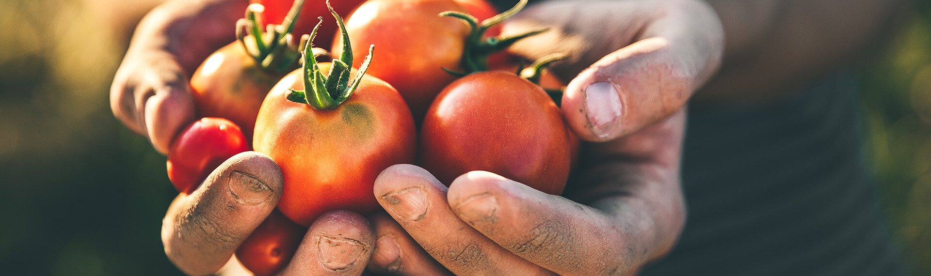 Tomatensamen selbst ernten